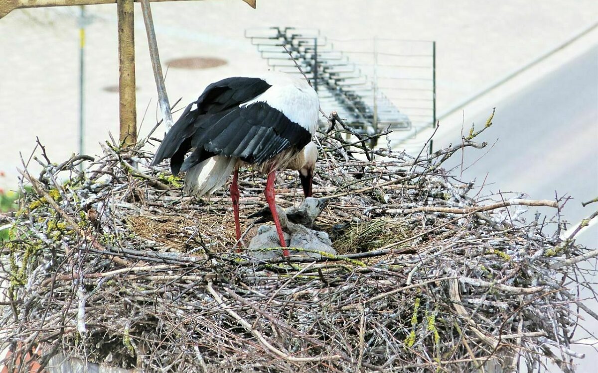 Storch nachwuchs geiselwind4 Storch nachwuchs geiselwind4